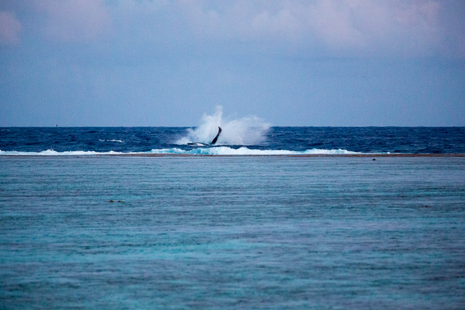 3L9A7775.jpg Sous l eau - Maupiti - Copyright : See Otherwise 2012 - 2025